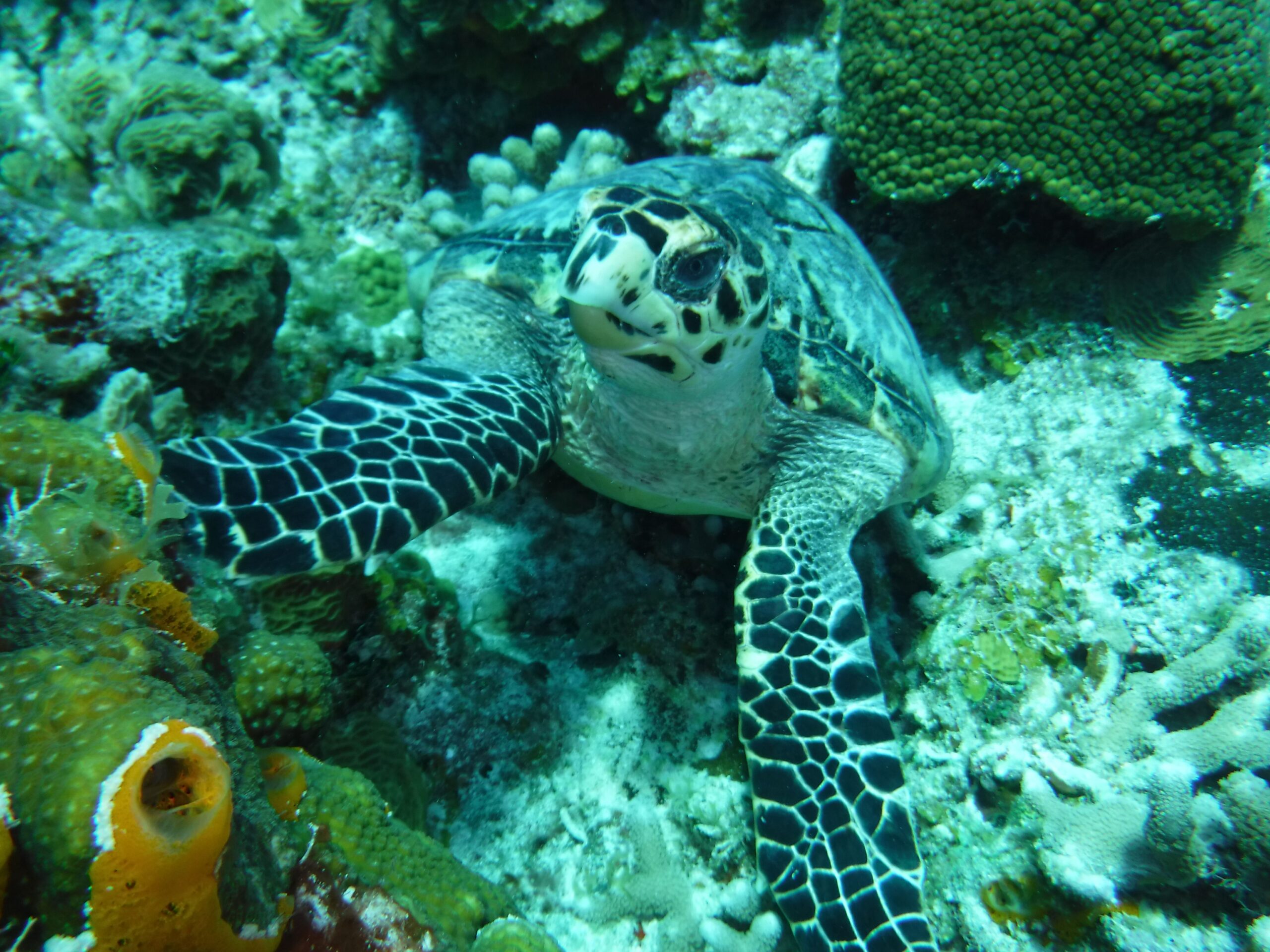 Detailed image of a sea turtle among coral reefs underwater, showcasing its habitat.